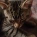 Susan Bent - Facebook