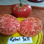 susan bentz - @sbentz52 - Instagram