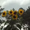 susanbentz581 - @susanbentz581 - TikTok