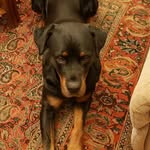 Susan Bernardi - @flea85140 - Instagram