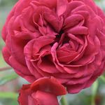 Susan Bertram - @susanbertramnyc - Instagram