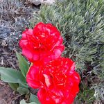 Susan Bethke - @susan.bethke5 - Instagram