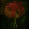 Susan Bilotti - @susanbilotti - TikTok