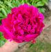 Susan Bledsoe - Facebook