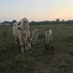 Susan Bledsoe Holtcamp - @hawijoal - Instagram