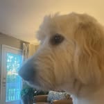 Susan Blizzard Oler - @trappersmomtn - Instagram