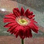 Susan Bohl - @bohlsusan - Instagram