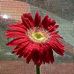 Susan Bohl - Facebook