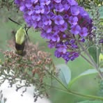 Susan Bolduc - Facebook