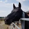 susanbolle - @susanbolle - TikTok