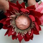 susan botha - @seren_itycorner - Instagram