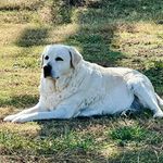Susan HomFeldt Botkin - @countrycrestlabs - Instagram