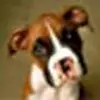 Susan Bourdeau - @susan.bourdeau - TikTok