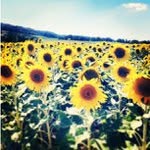 Susan Bourg - @hulkfamouseat - Instagram