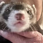 Susan Bourgeois - @susanbourgeois33 - Instagram