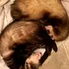 susanbourgeois33 - @susanbourgeoismean - TikTok