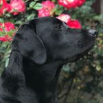 Susan Bourne - @lincolnmylove_theblacklab - Instagram