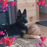 Susan Boutin - @susanboutin1 - Instagram