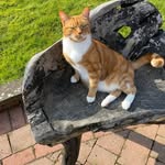 Susan Bowler - @ninb734 - Instagram