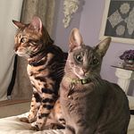 Susan Bowles - @phatcatfan - Instagram