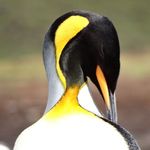 Susan Bowley - @thebowleys - Instagram
