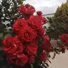Susann_Braids - @susann_braids_ - TikTok