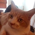 Susan Brake - @opto.mom - Instagram