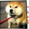 susan - @susanbrandyjohann - TikTok