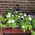 Sue Bridgewater - Facebook