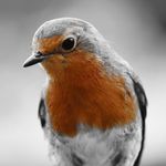 Susan Bridgewater - @susanb2453 - Instagram