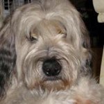 Susan Rusnak Bruch - @crazygrandma2 - Instagram