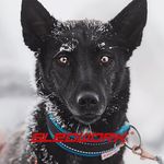 Susan Bruder - @foxyfrey - Instagram