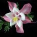 Susan Buss - Facebook