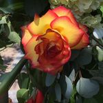 Susan Button - @button801 - Instagram