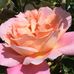Susan Caley - Facebook
