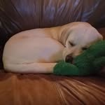 Susan Callan - @suecallanclarence - Instagram