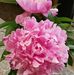 Susan Parizek Canham - Facebook