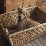 Susan Smith-Canham - @susansmithcanham - Instagram