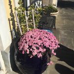 Susan Canon - @canonsusan2 - Instagram