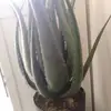 susancanonio - @susancanonio2 - TikTok
