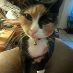 susan capell lowrey - @susancapelllow - Instagram