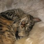 Susan Castner - @castner_cat - Instagram