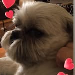 Susan Caton - @caton7755 - Instagram
