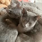 Luna Und Clara😽 - @cattos_agathe_susanne - Instagram
