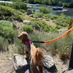 Susan Caudill Mort - @whoisalexthegoldendoodle - Instagram