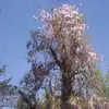 Susan Chacon - @user243765464 - TikTok