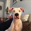 Susan Chadwick - @susan.chadwick8 - TikTok