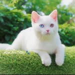 BSH & MAINECOON 😻          Wa : 0812 1403 8358 - @susan_chandra_ - Instagram