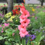 Susan Charest-Lyons - @charestlyons - Instagram