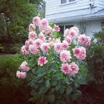 Susan Cheadle Larson - @susan_m_larson - Instagram